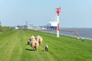 Germany, Lower Saxony, East Frisia, Emden, sheep graze on the sea dyke. Germany, Lower Saxony, East Frisia, Emden, sheep graze on the sea dyke.